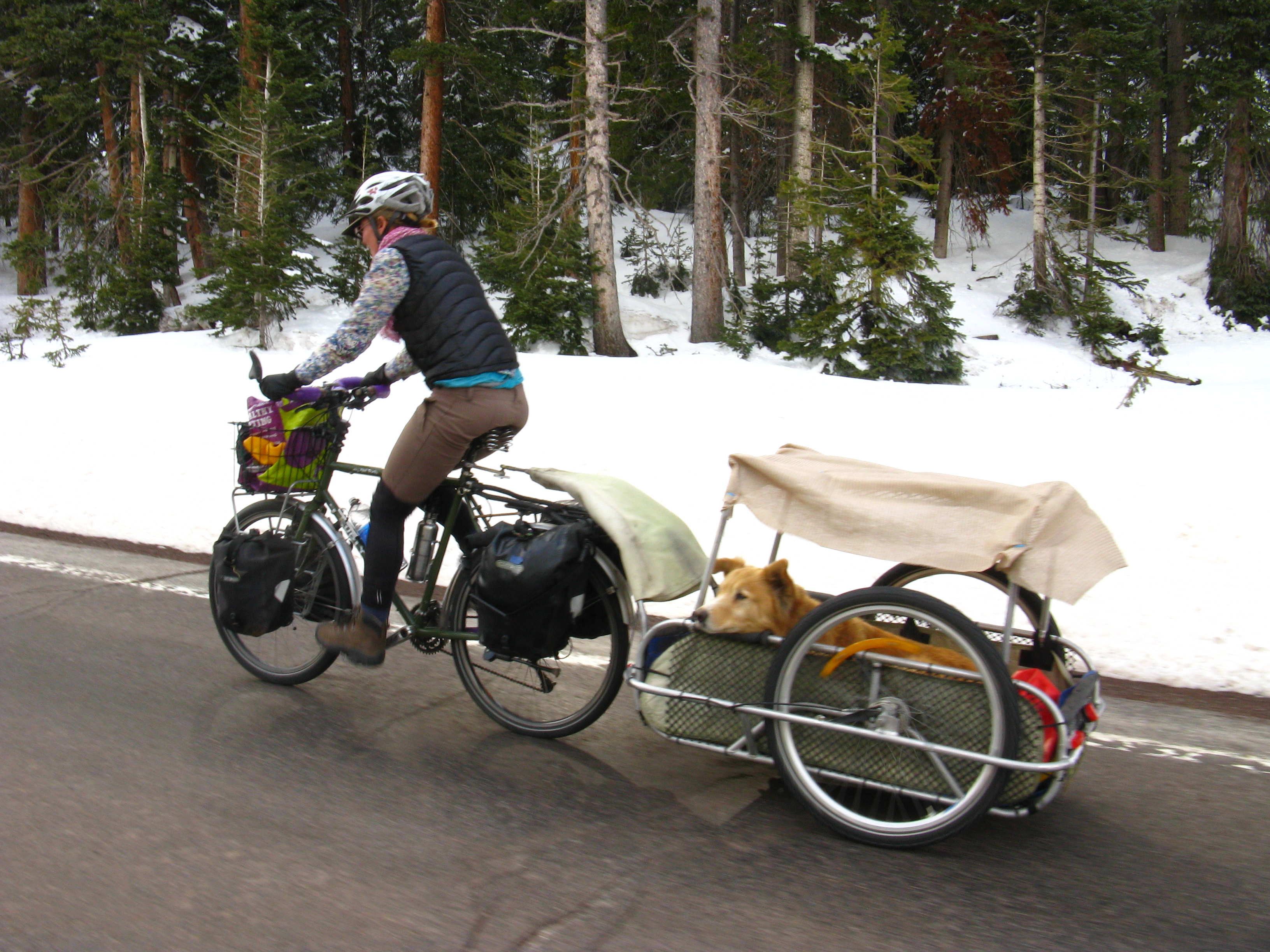 road bike dog carrier